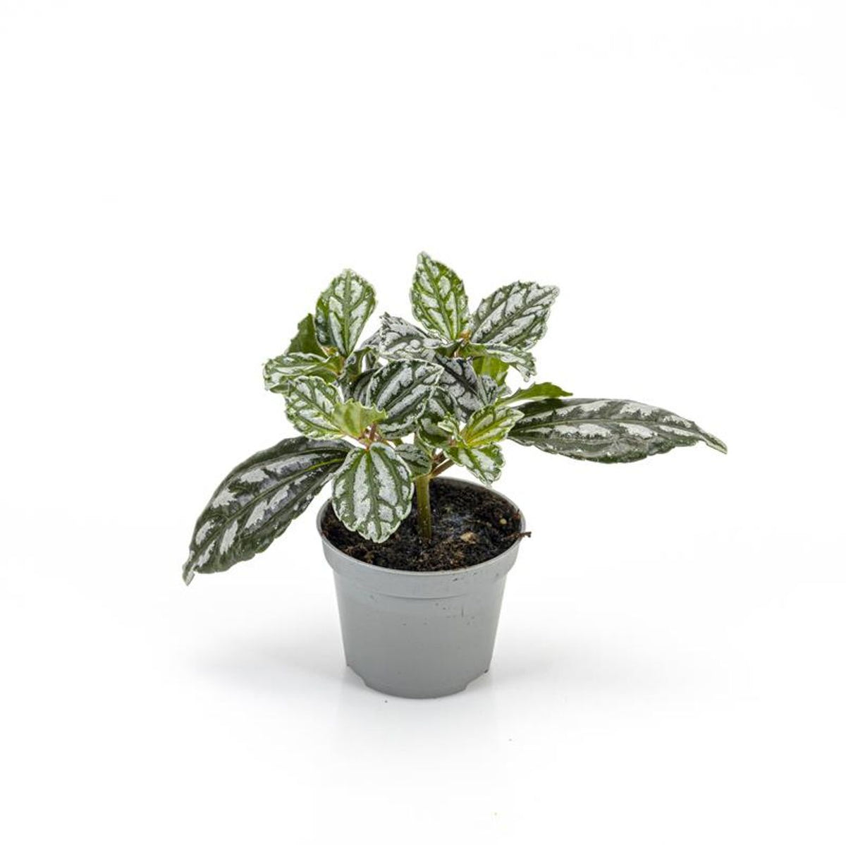 Pilea Cardierei