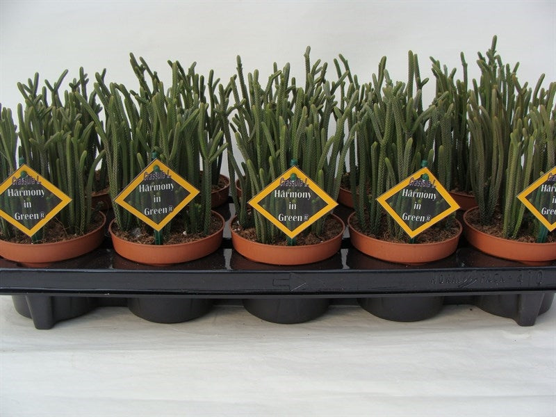 Crassula Harmony in Green