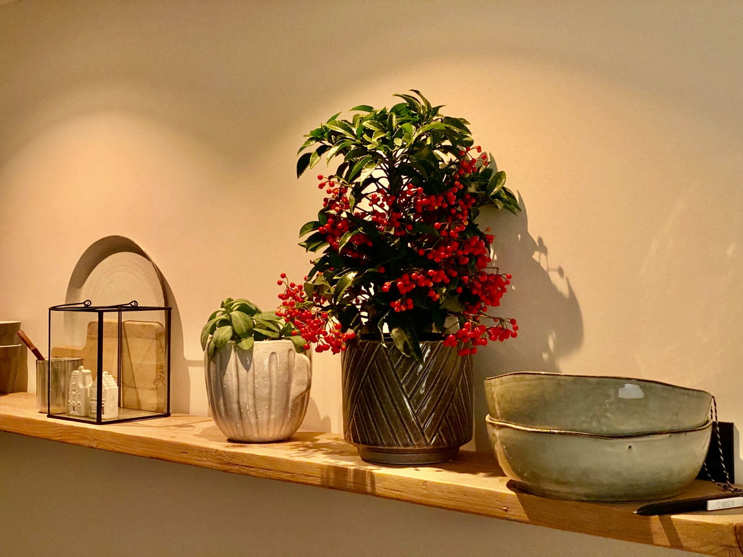 Ardisia Crenata Premium - Christmas Berry