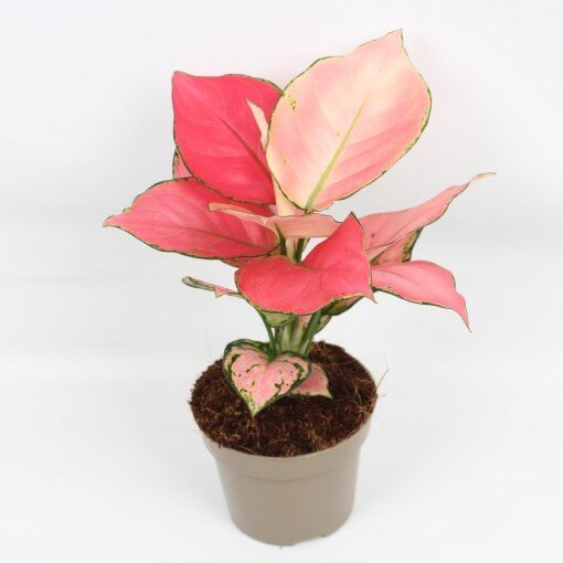 Aglaonema Pink Star