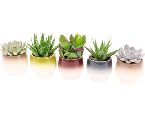 Succulent Mix in Helsinki Pot