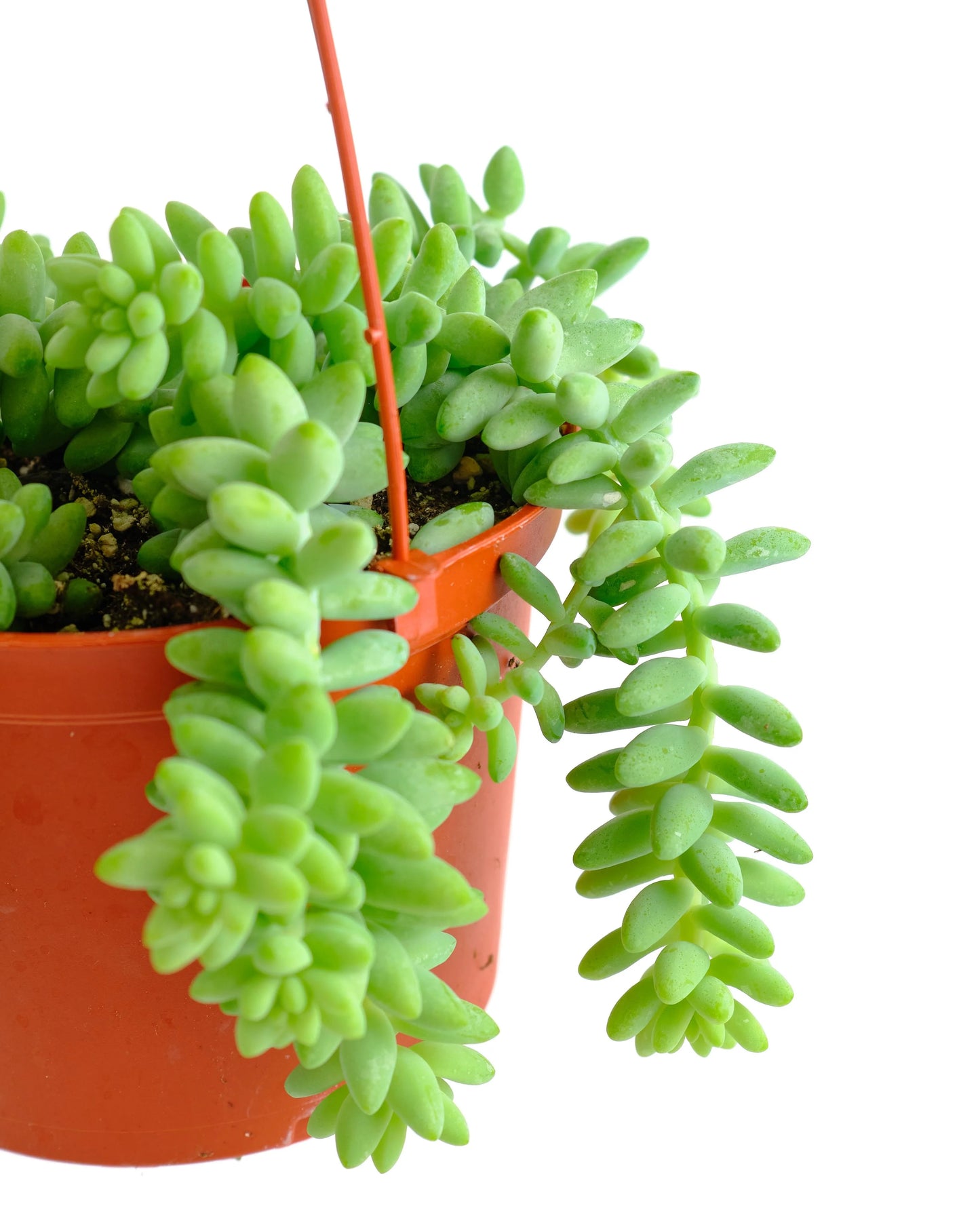 Sedum Burrito - Burro's Tail