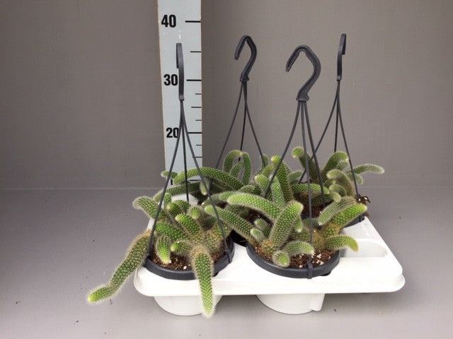 Hildewintera colademonis - Monkey's Tail Cactus