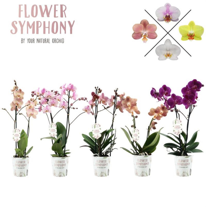 Phalaenopsis multi Kolibri 3t 40+