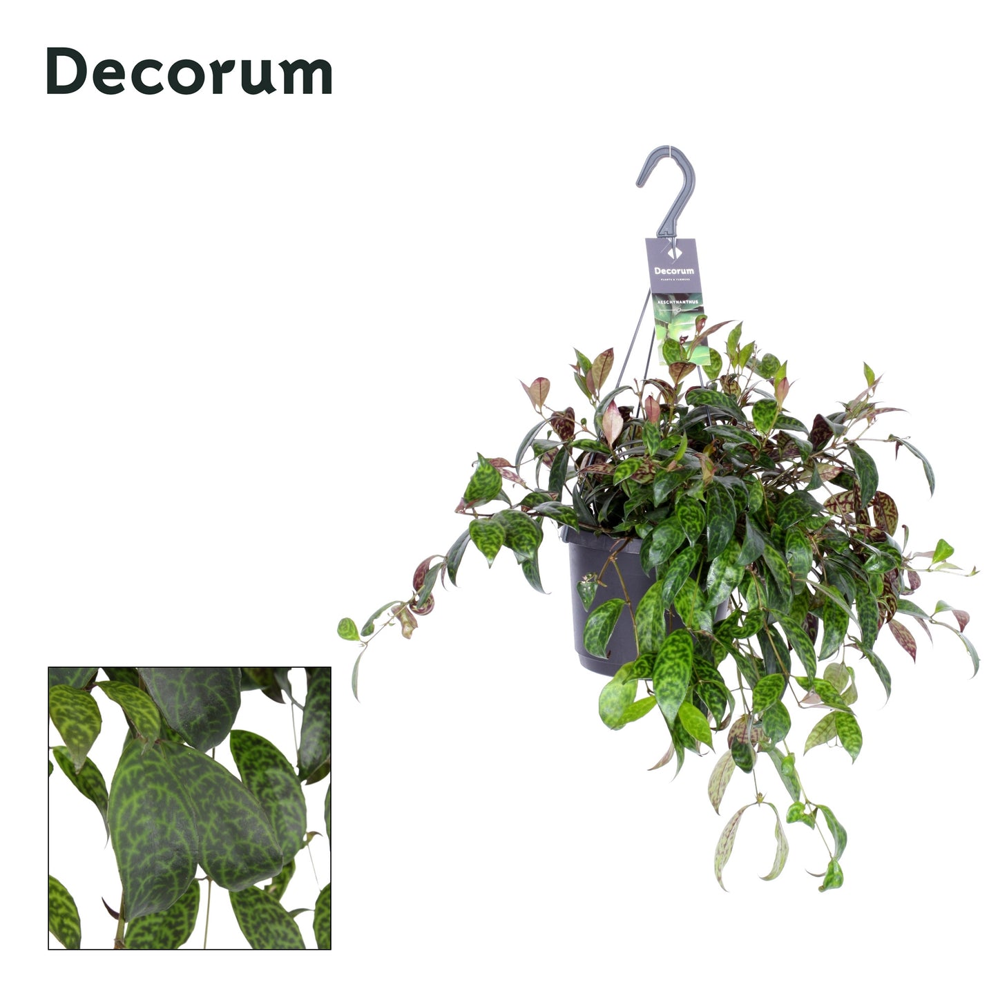 Aeschynanthus marmorathus - Zebra vine