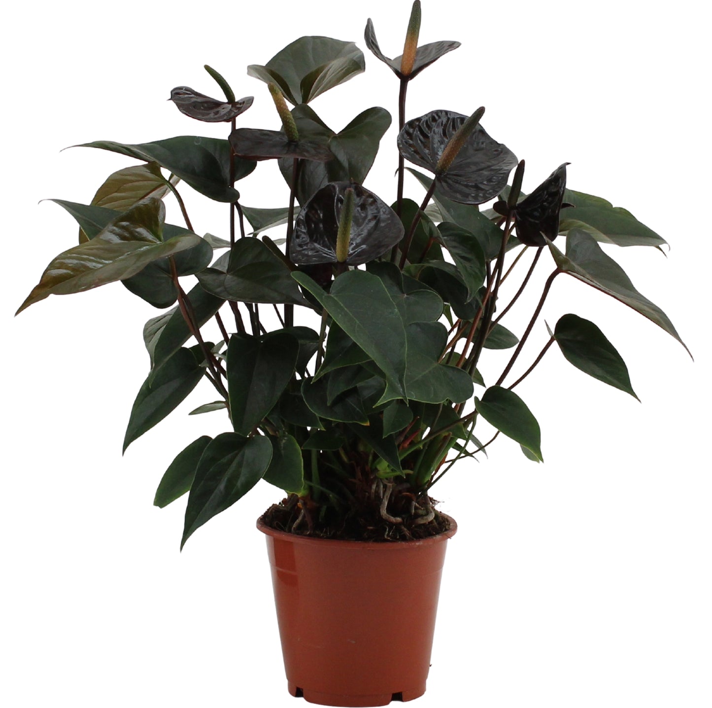 Anthurium Black Love