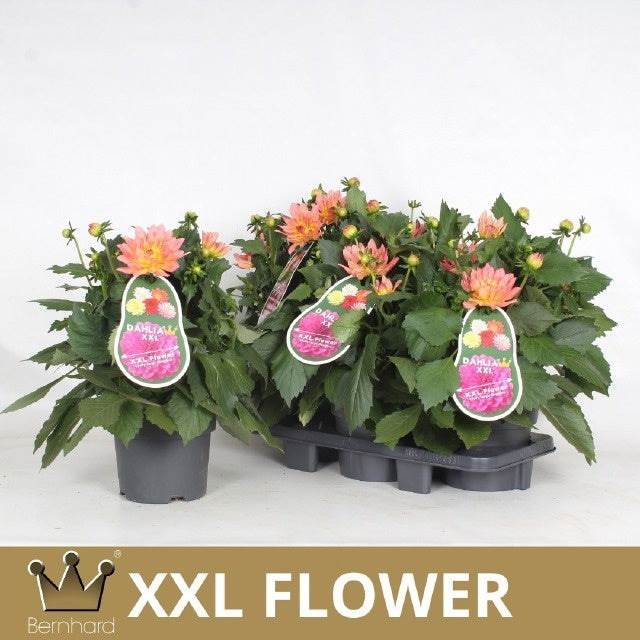 Dahlia Xxl Tabasco