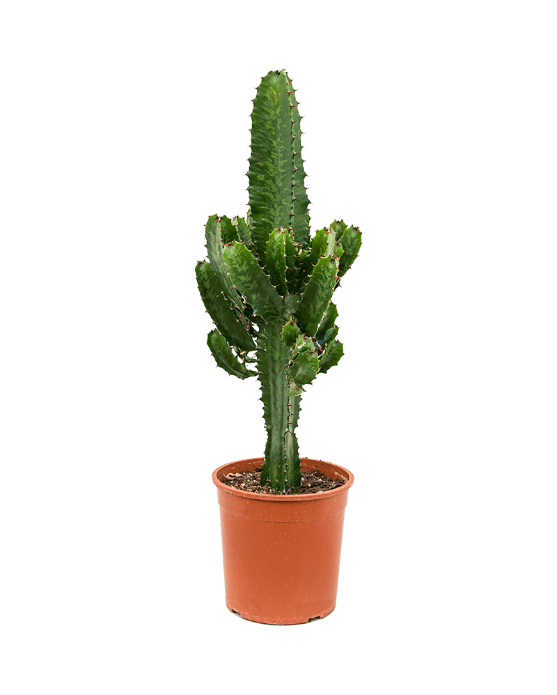 Euphorbia Ov