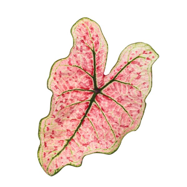 Caladium Splash of Wine