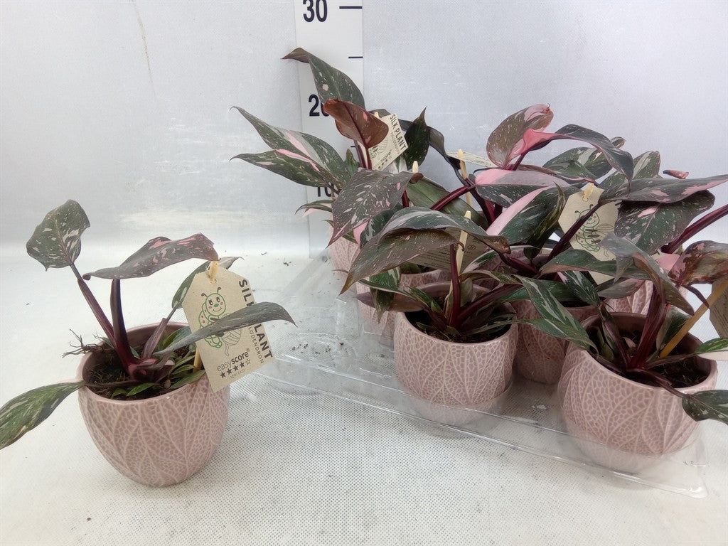Philodendron Pink Marble in Ceramic Pot