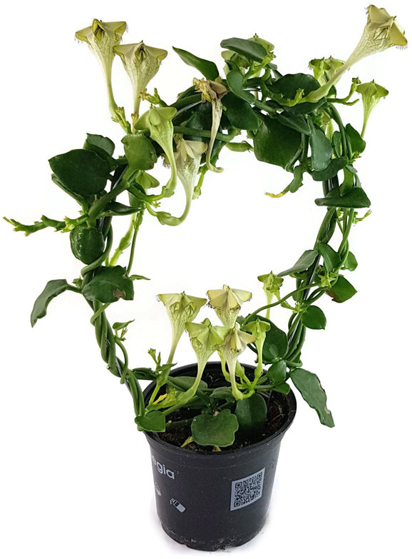 Ceropegia sandersonii - African Parachute