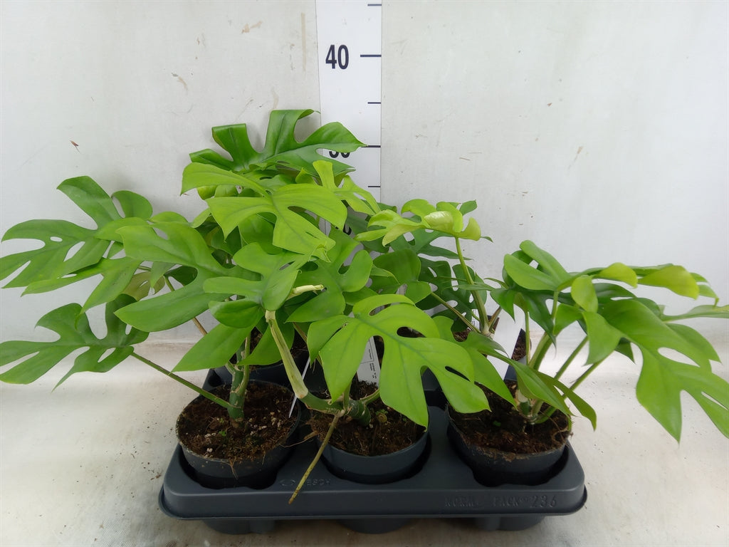 Monstera Deliciosa 'Little Sister' Futura