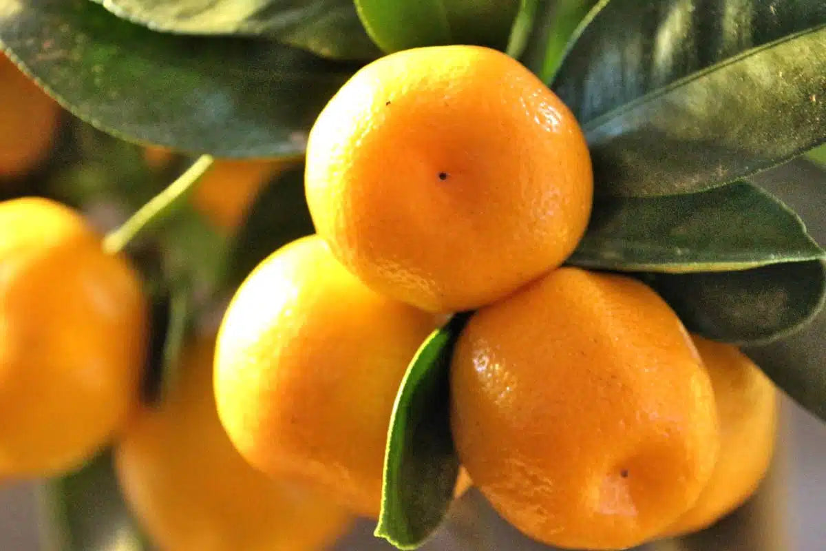 Citrus Calamondin