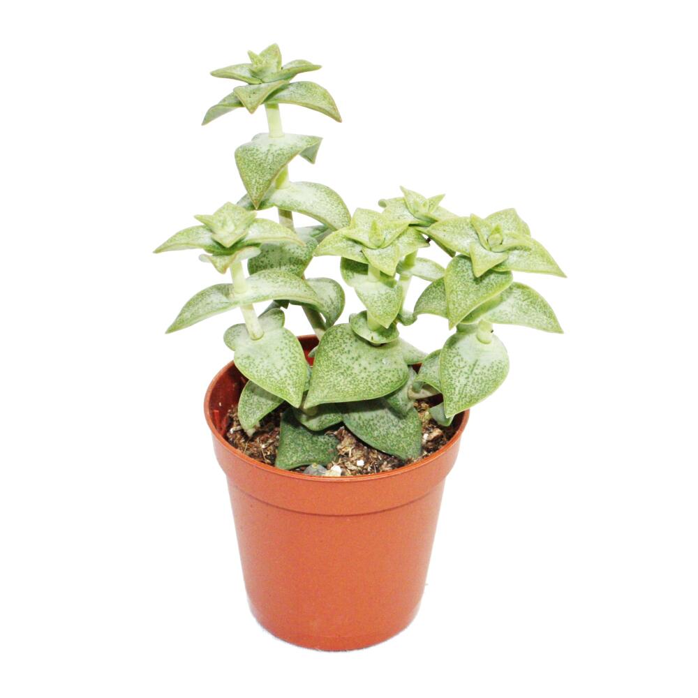 Crassula perforata