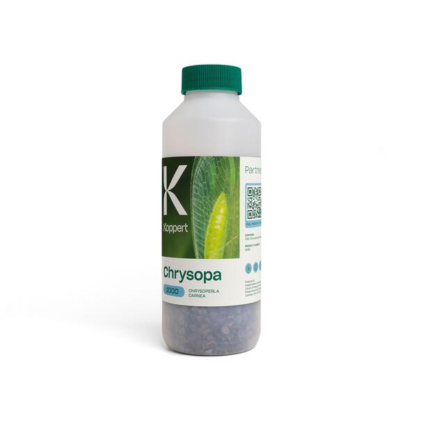 Biological Pest Control for Mealy Bugs and Aphids - Lacewing