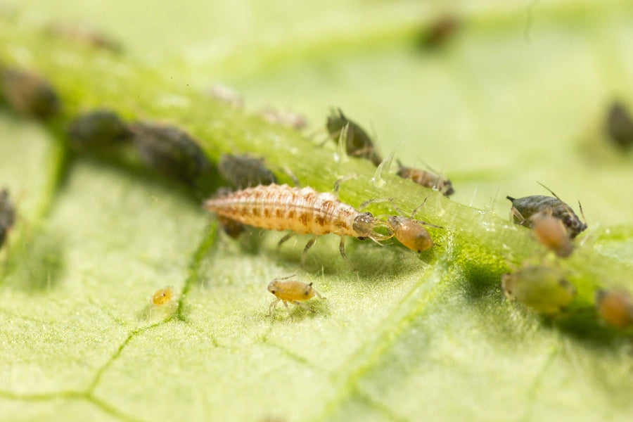 Biological Pest Control for Mealy Bugs and Aphids - Lacewing