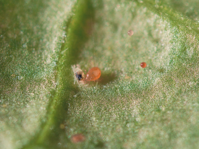 Biological Pest Control for Spider Mite - Spical Ulti-Mite