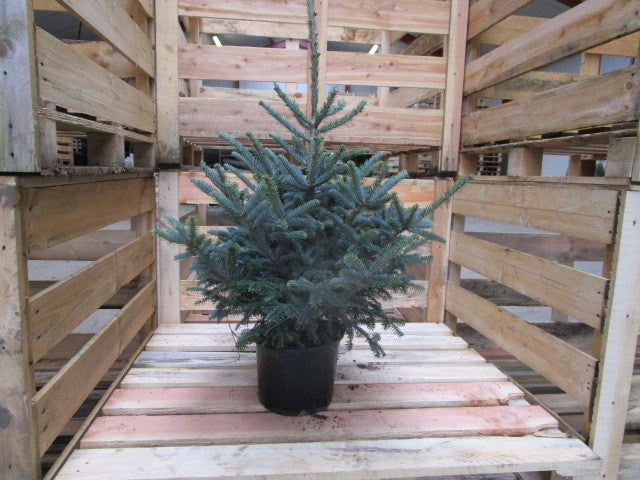 Abies fraseri