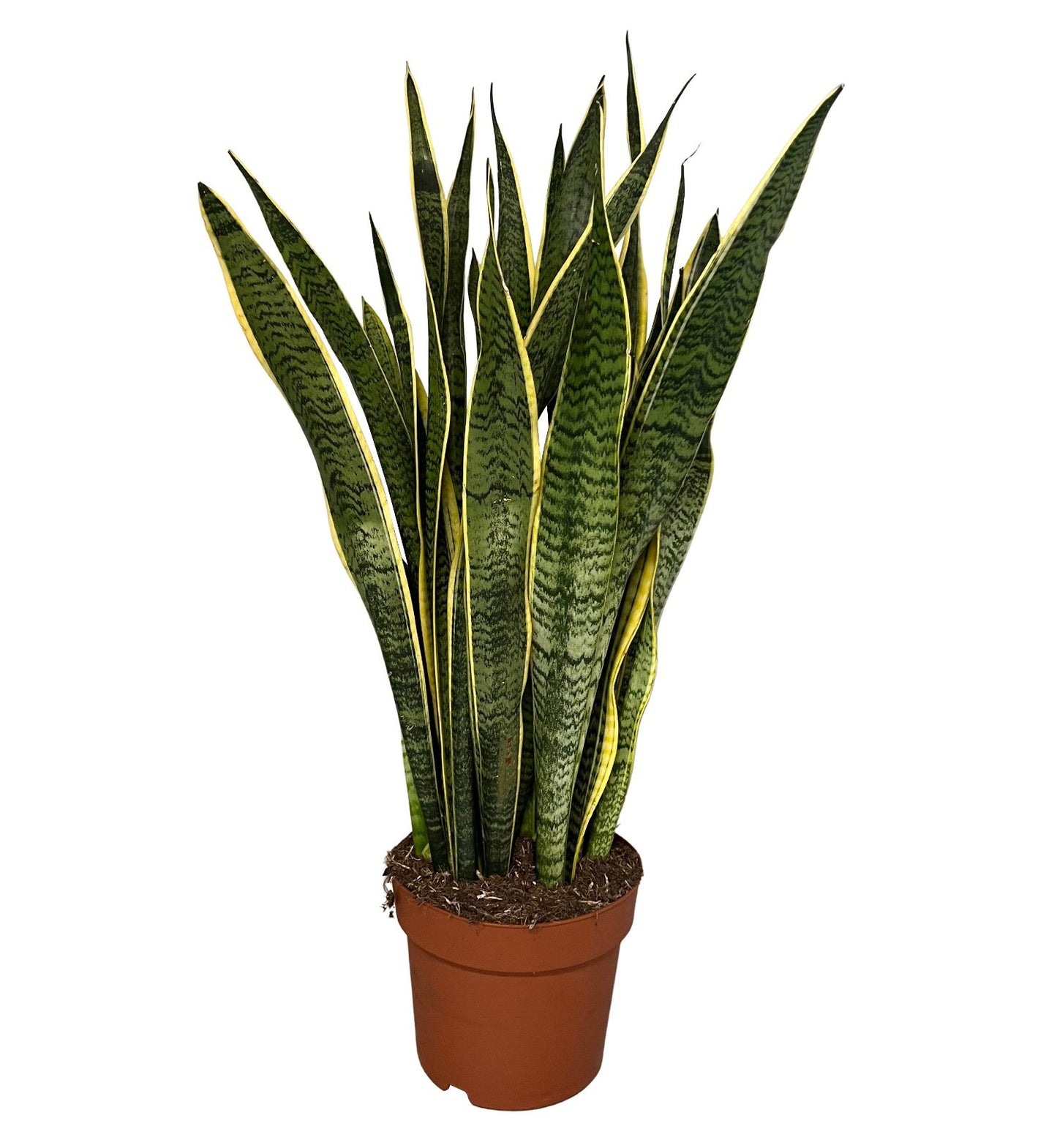 Sansevieria Laurentii