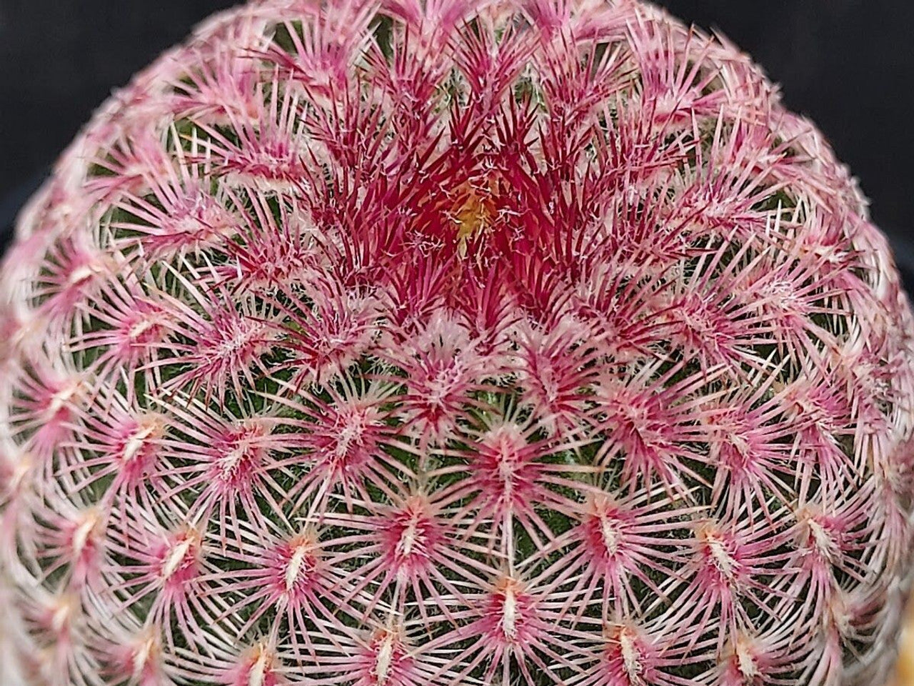 Echinocactus Rubrispinus