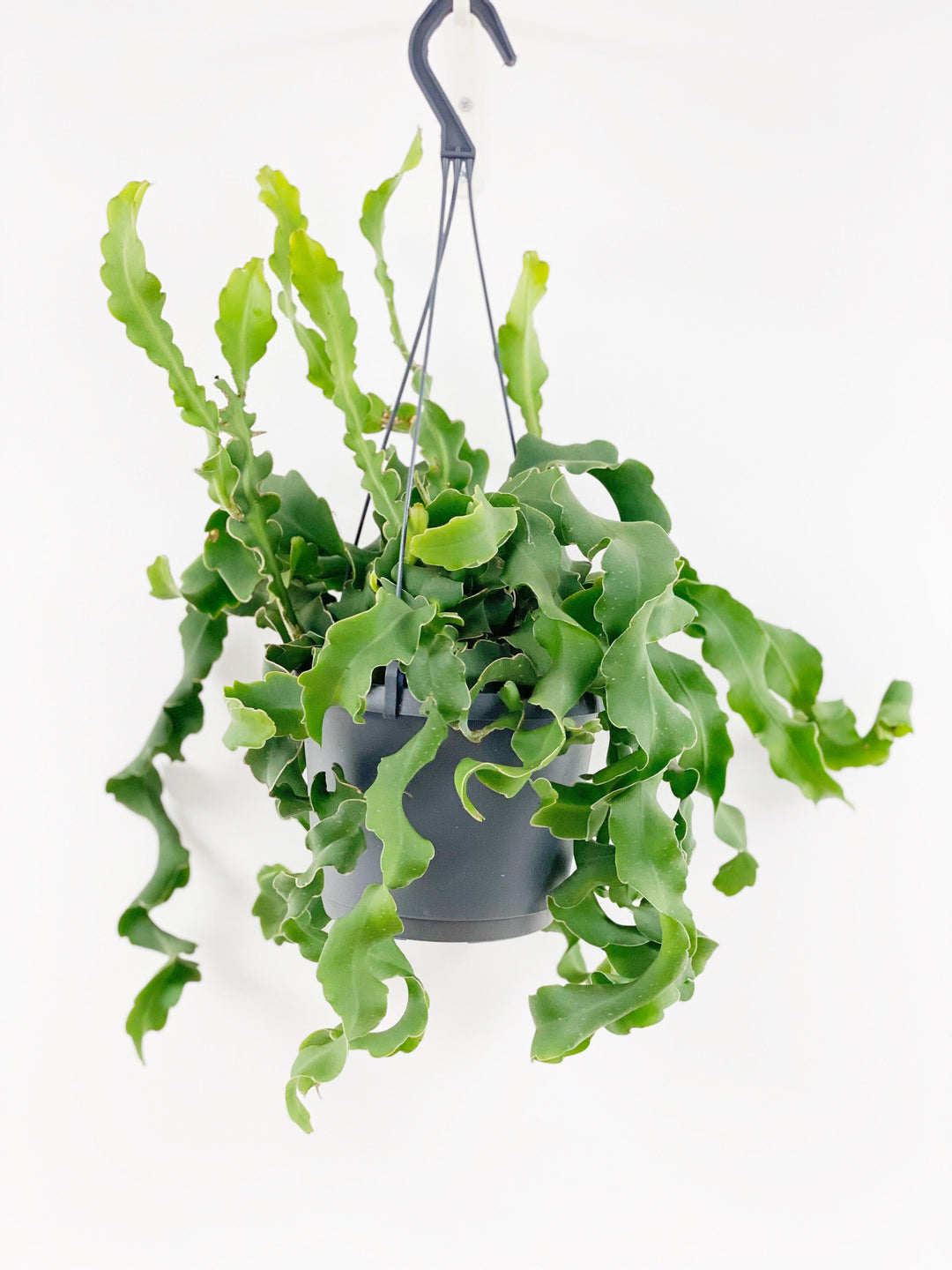 Epiphyllium Guat Monstr Hang