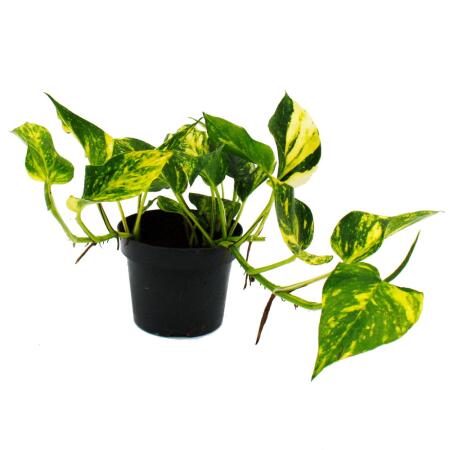 Epipremnum N'Joy Golden - Pothos
