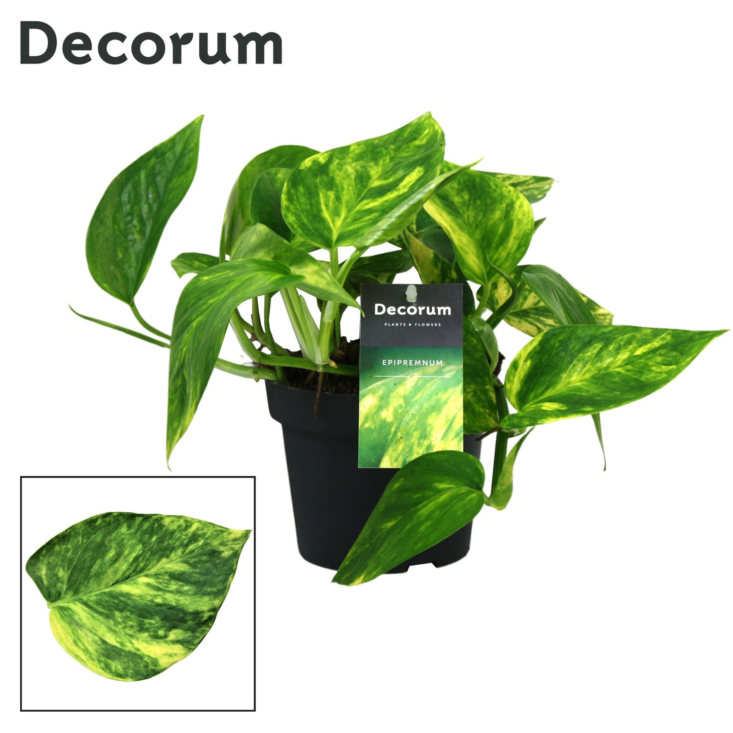 pipremnum p. Hicolor - Hicolor Pothos