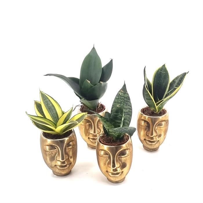 Sansevieria trif. Mix + Ceramic Pot Face