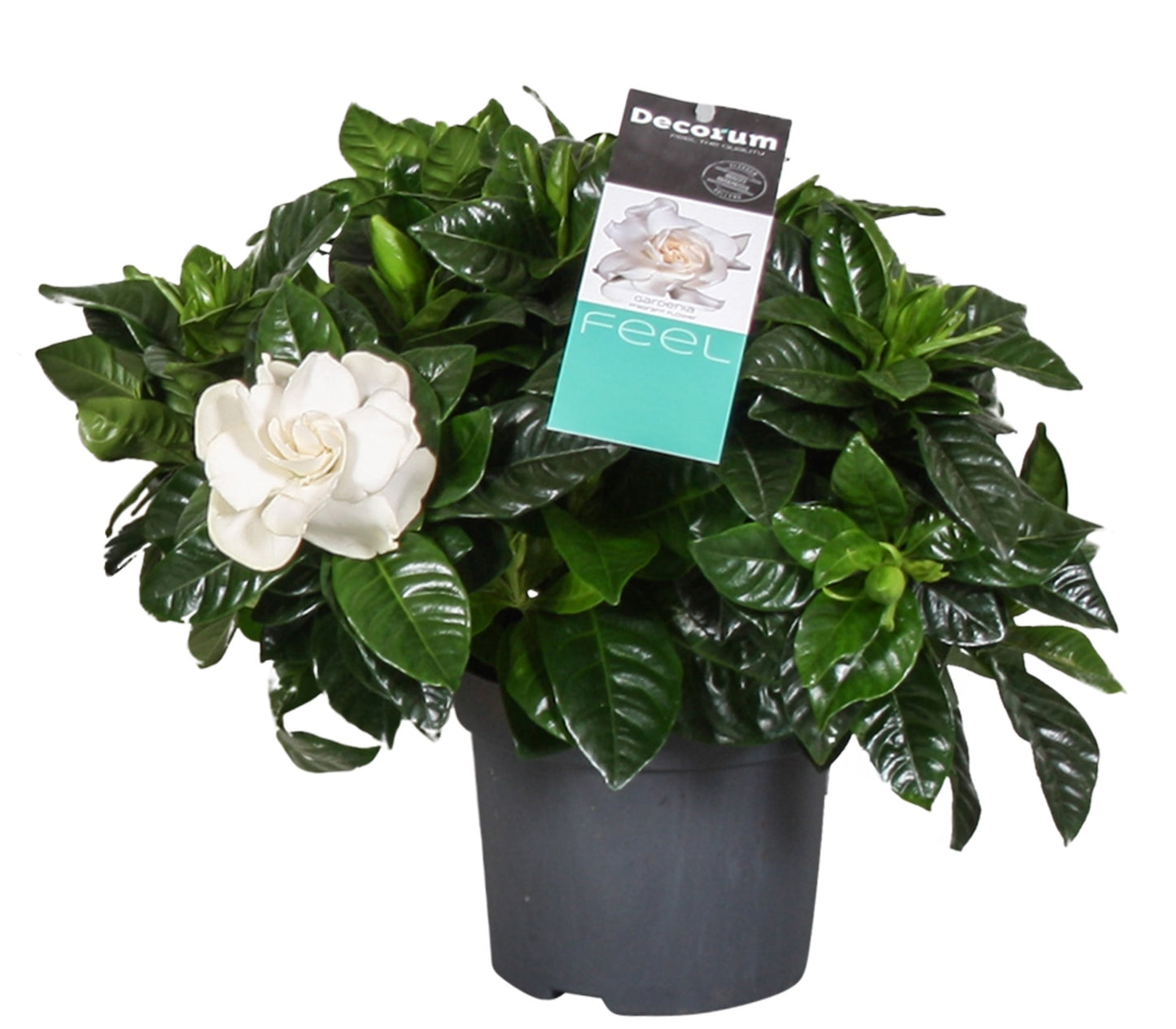 Gardenia Jasminoides