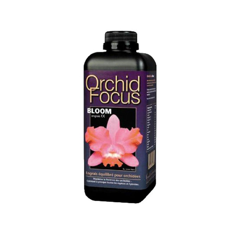 Orchid Focus Bloom