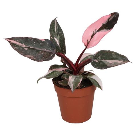 Philodendron Pink Princess Marble
