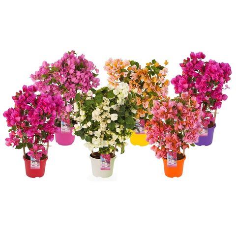 Bougainvillea Mix