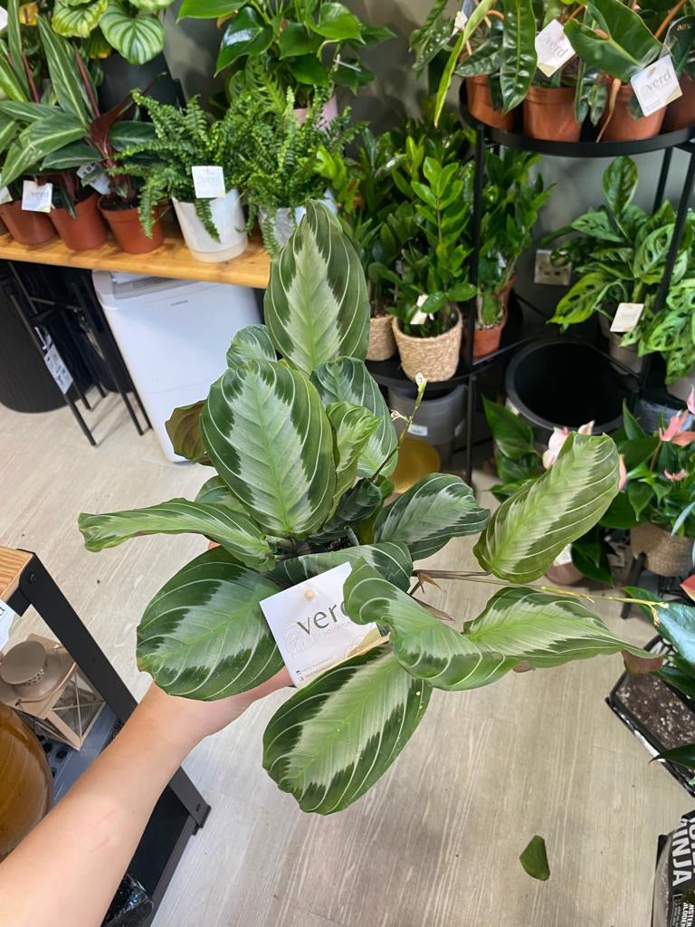 Maranta leuc Silver Band