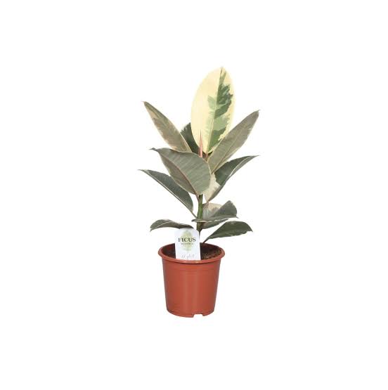 Ficus elastica Tineke - Variegated Rubber Plant