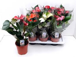 Anthurium andr Mix