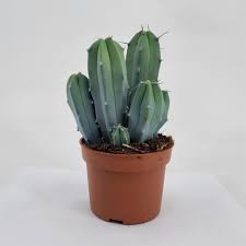 Myrtillocactus Geometrizans