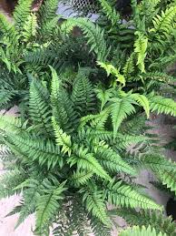 Polystichum Tsussime - Korean Rock Fern