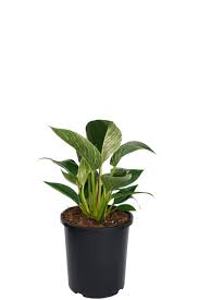 Philodendron zebra - Philodendron Birkin