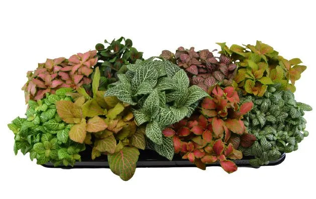 Fittonia - Nerve Plant