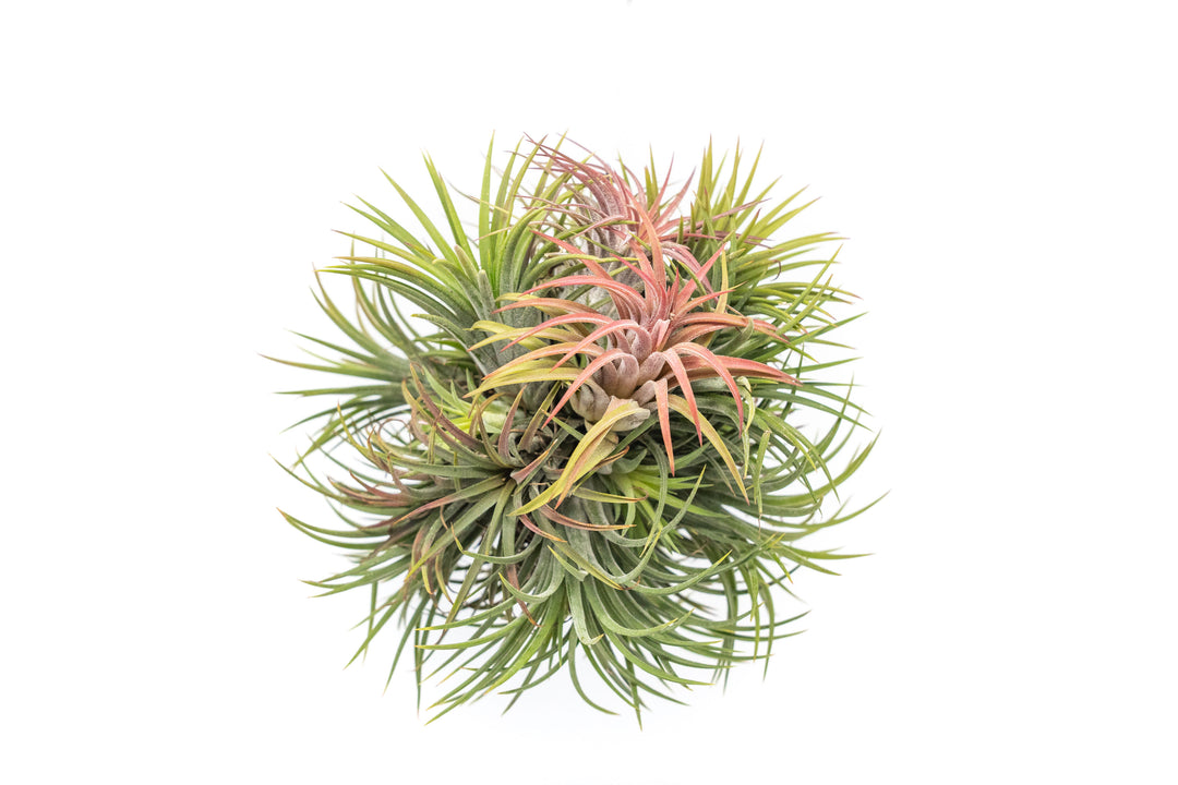 Tillandsia Ionantha Hang