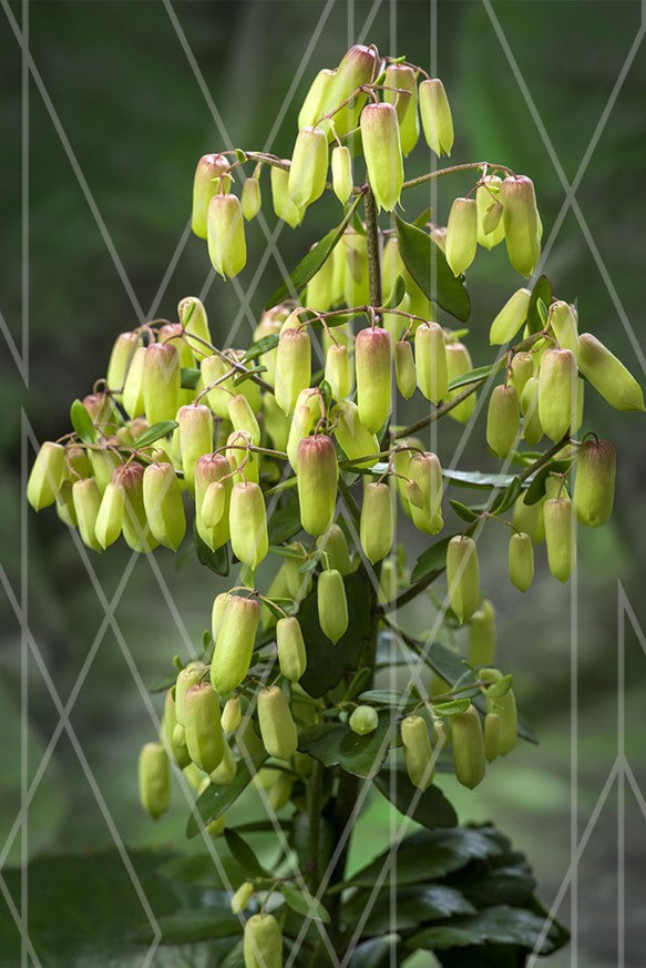 Kalanchoe Magic Bells