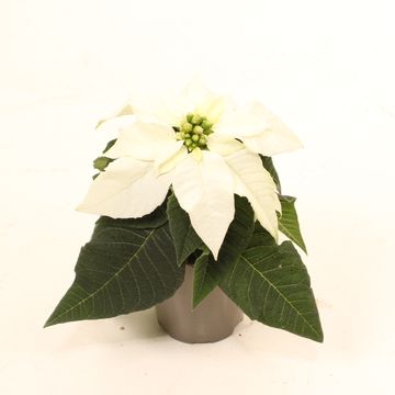 Euphorbia Princettia Pearl