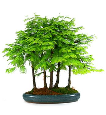 Metasequoia Bonsai Forest Outdoor