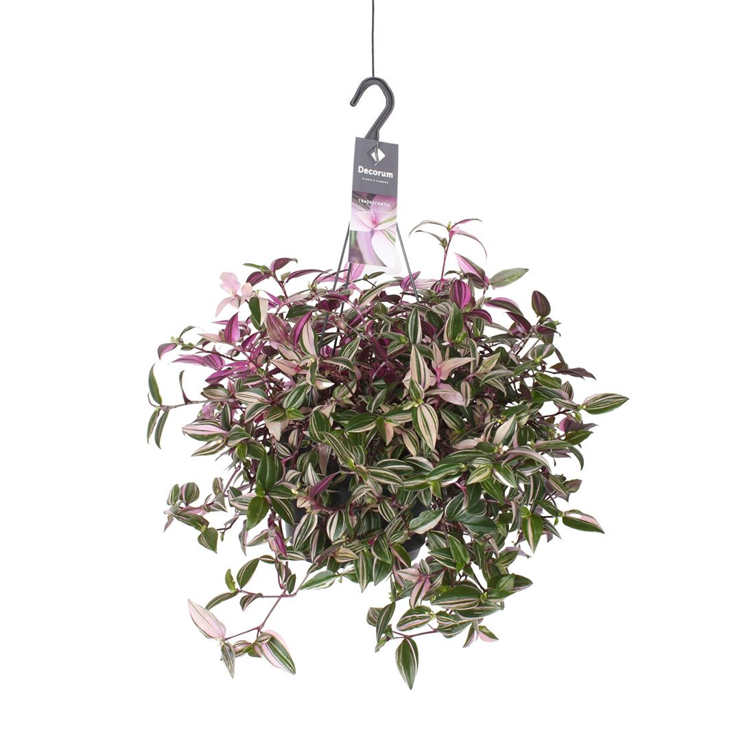Tradescantia Fluminensis
