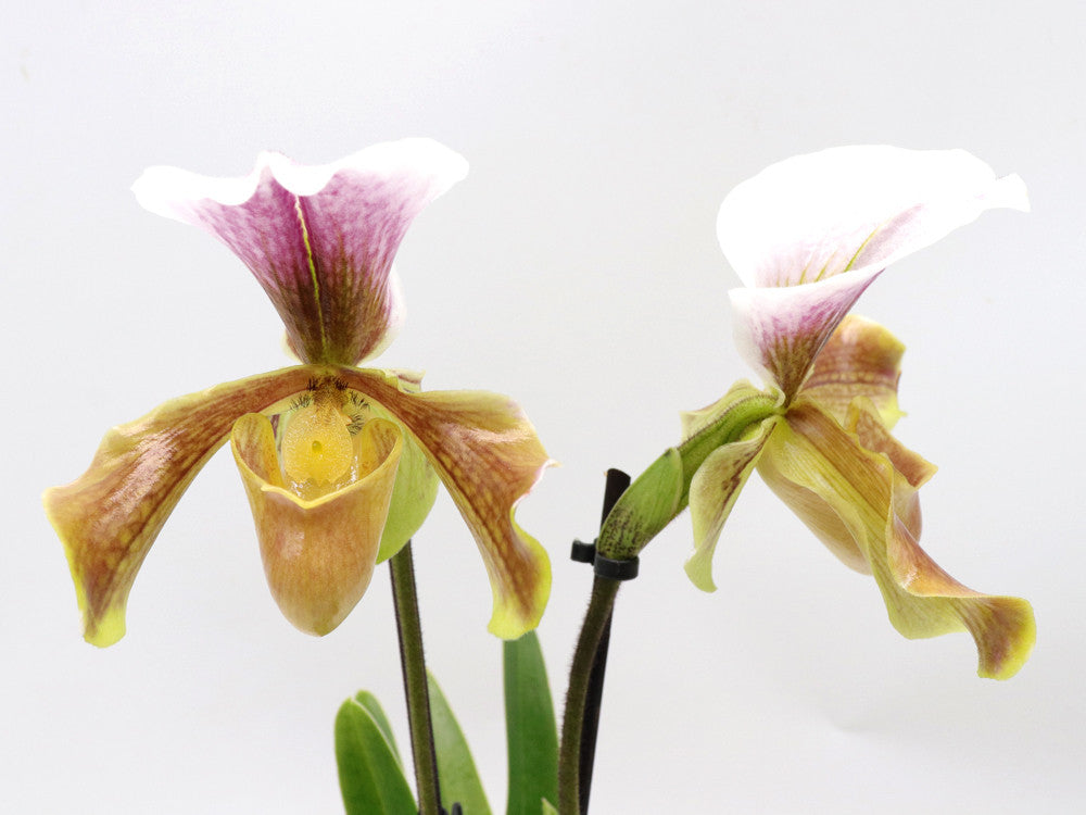 Paphiopedilum maudiae - Slipper Orchid
