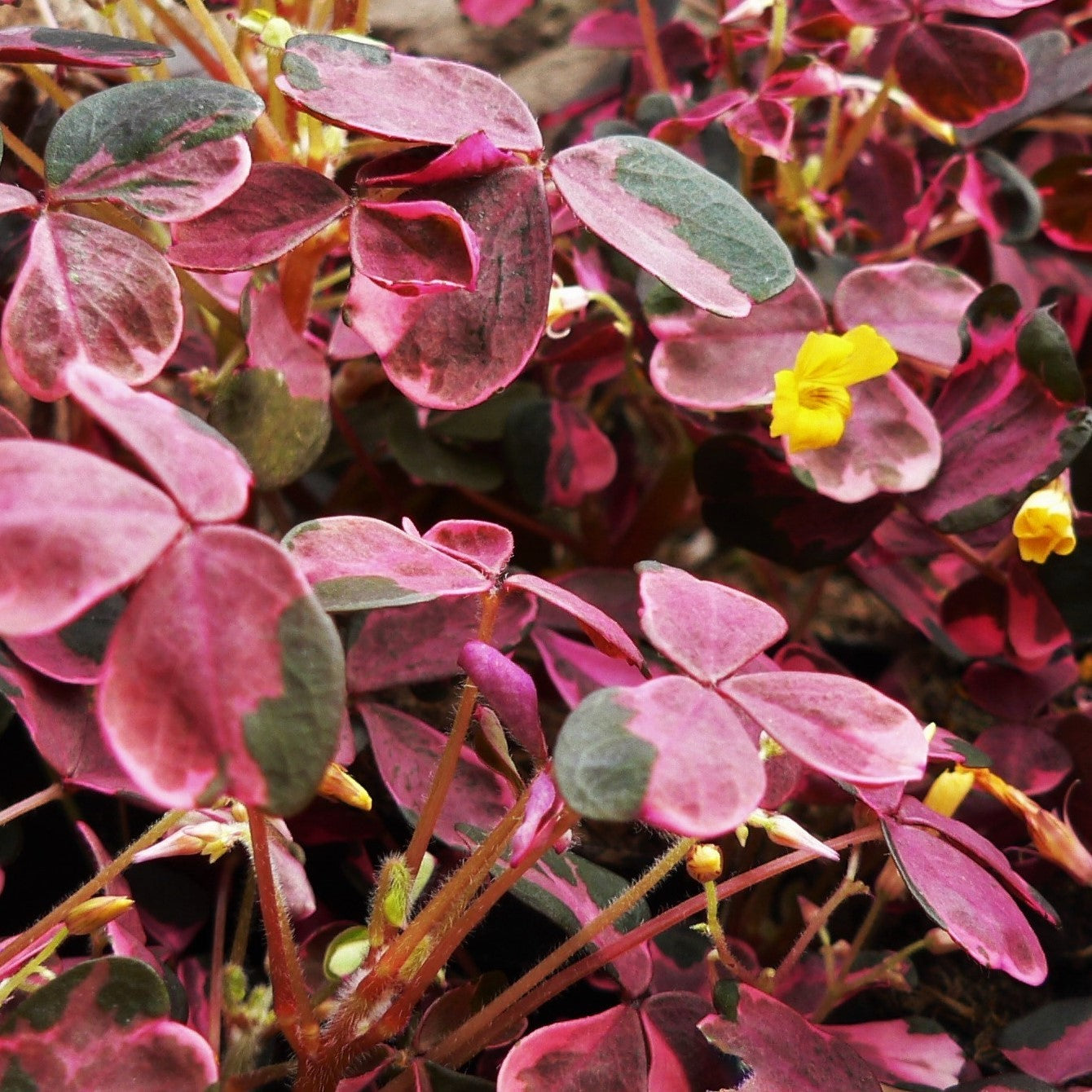 Oxalis Vulcan Pink