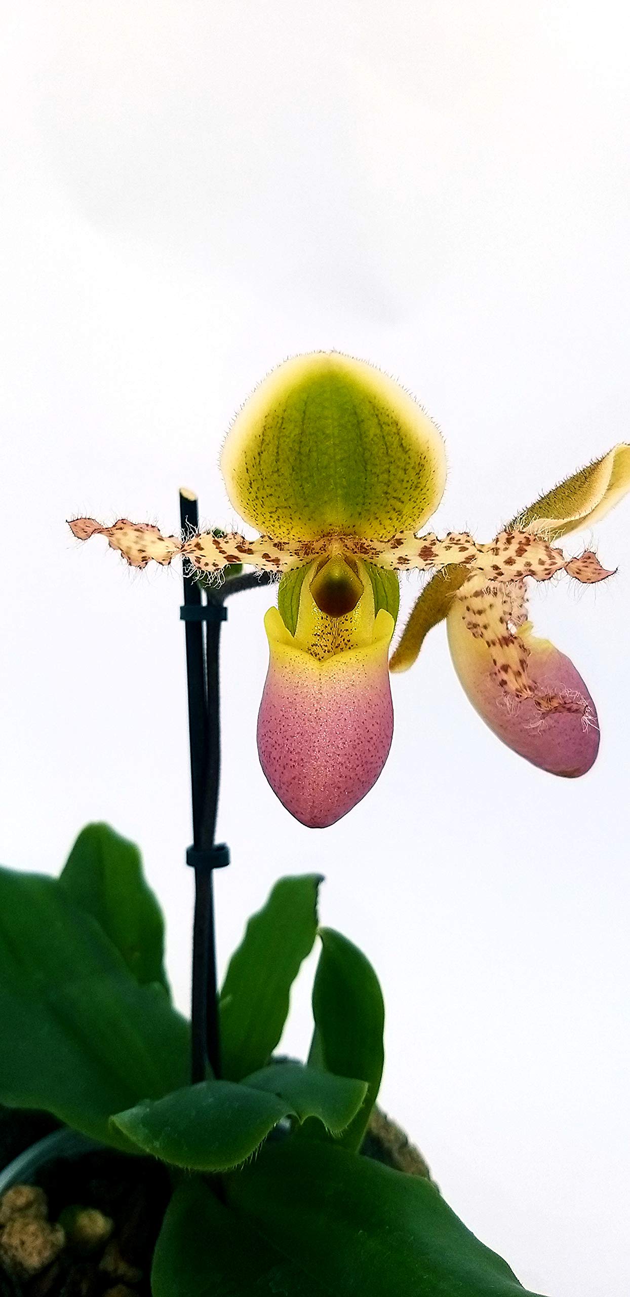 Paphiopedilum maudiae - Slipper Orchid