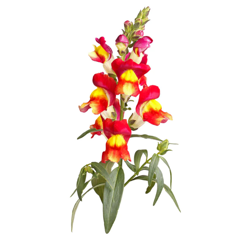 Seeds Snapdragon Brighton Rock