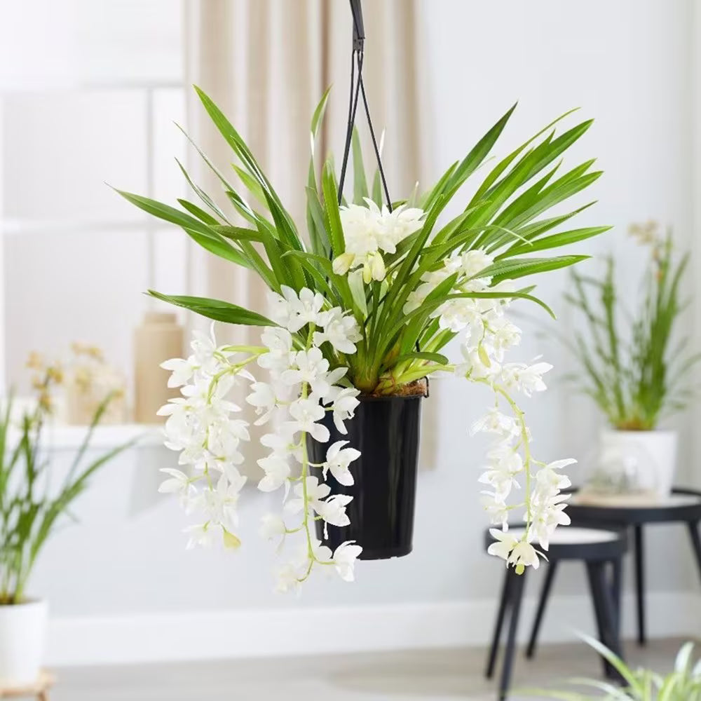 Cymbidium Ice Cascade Hang