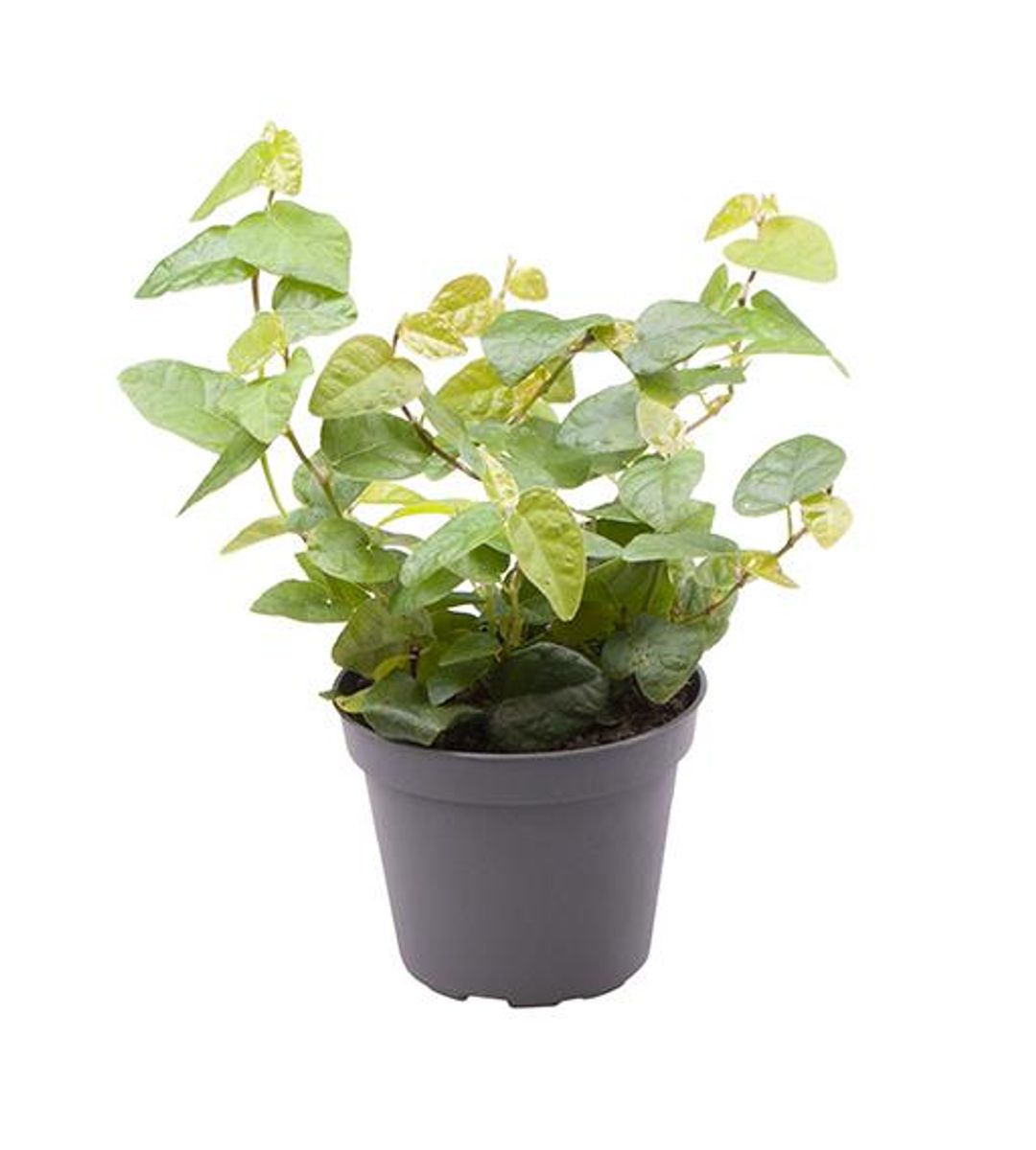 Ficus Pumila Arina